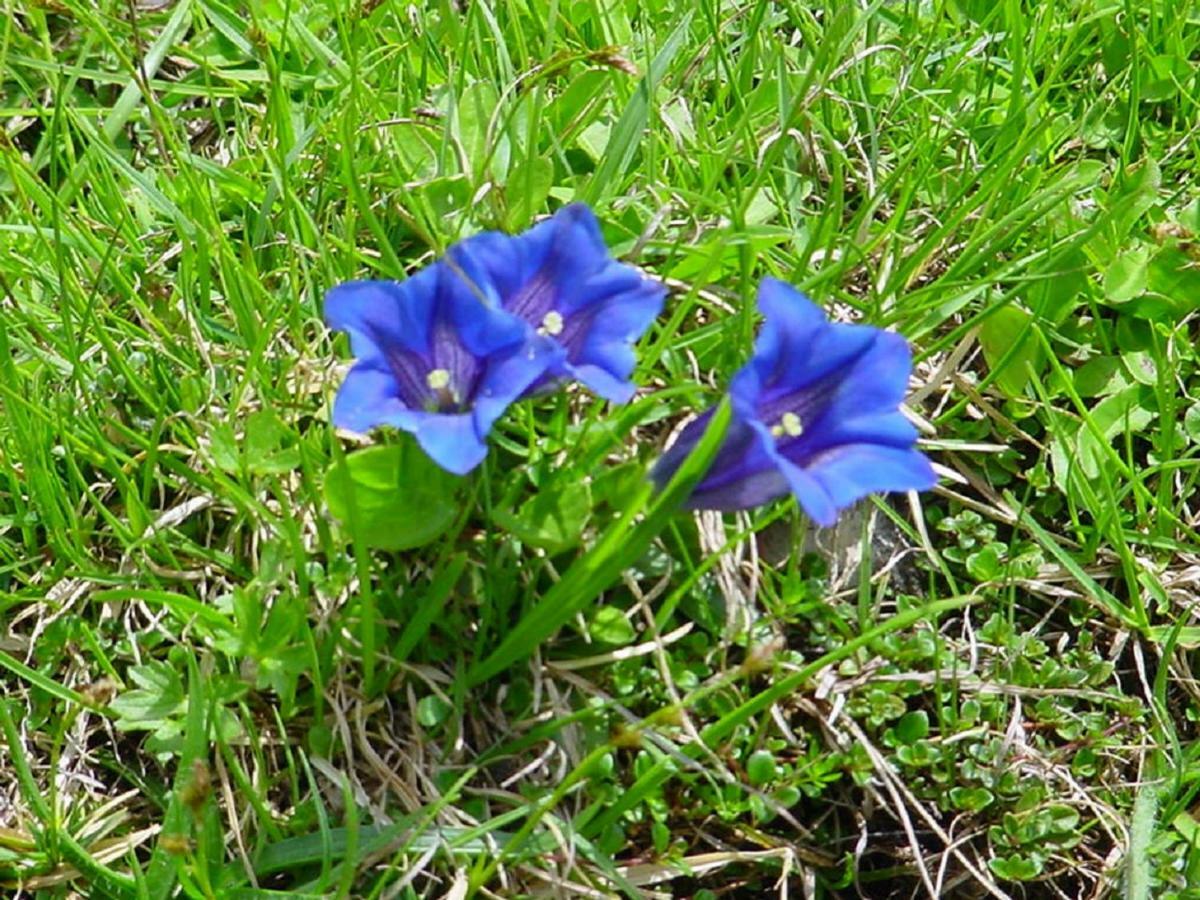 Bio-Bauernhof "Hecherhof" Thiersee Eksteriør bilde